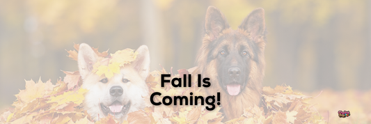 Fall Is Coming!