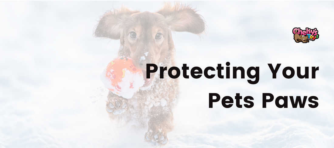 Protecting Your Pets Paws
