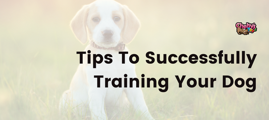 Tips To Successfully Training Your Dog