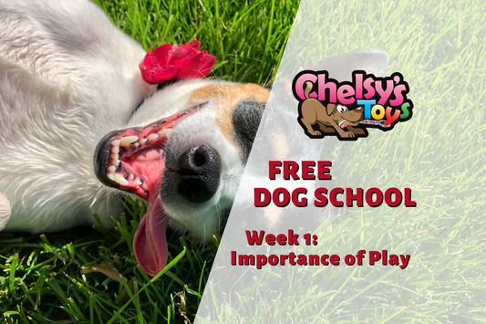 Discovering Doggy Delights: A Week at Dog School with Chelsy's Toys and Pack Animals