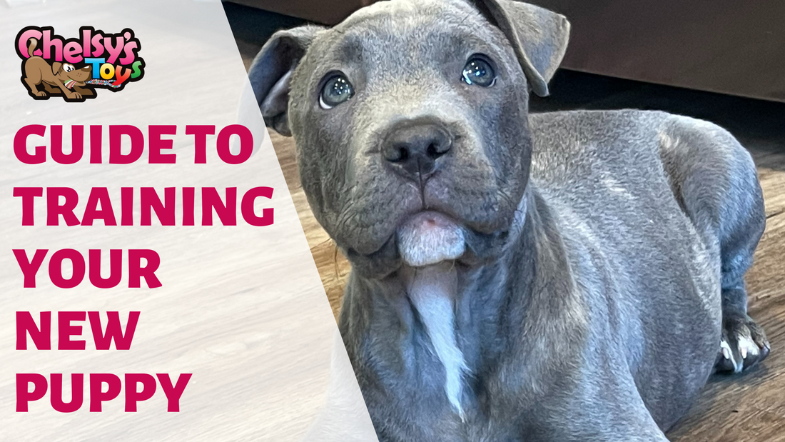 Guide to Training Puppy: A Dog Trainer Tells All