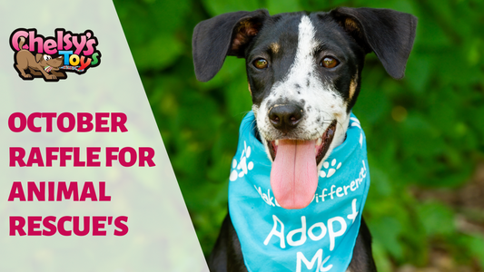 October Raffle for Animal Rescue's