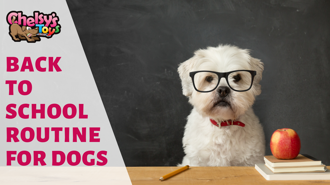 The Back to School Routine for Dogs: What You Need To Know