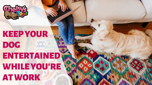 Keep Your Dog Entertained at Work: Four Ways to Keep Them Calm and Happy