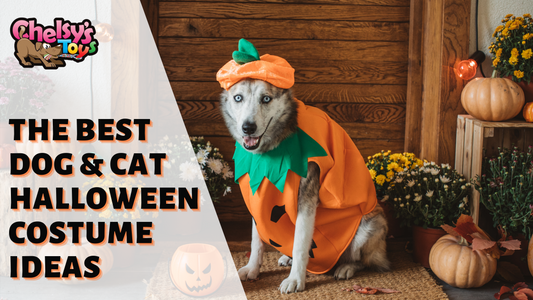 The Best Dog and Cat Halloween Costume Ideas You'll Find Online