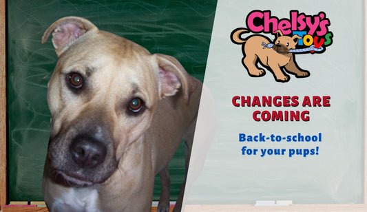Fall Surprises & Back-to-School Tips for Your Pup