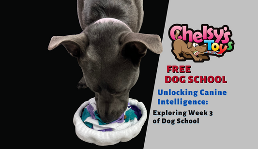 Unlocking Canine Intelligence: Exploring Week 3 of Dog School