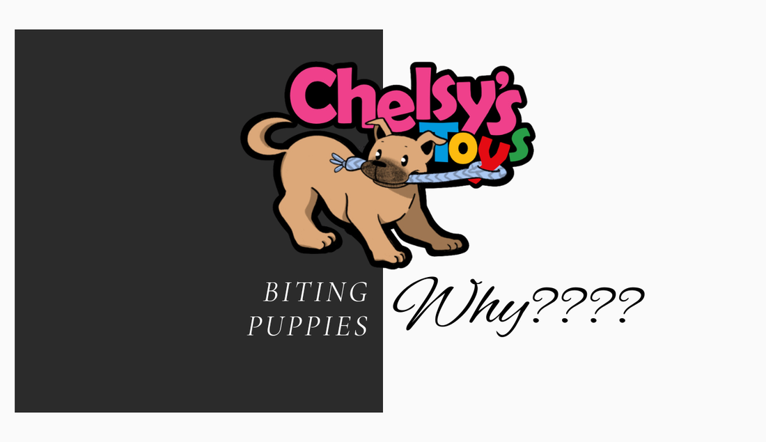 Why Puppies Bite (And How to Stop It Fast)