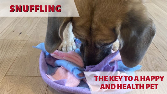 dog sniffing out treat in our Snuffle Bag | Snuffle Mat | Sniff Mat | Sniff Bag