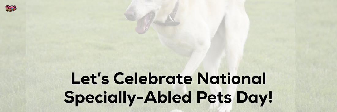 Let's Celebrate National Specially-Abled Pets Day!