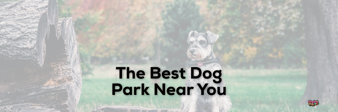 The Best Dog Park Near You