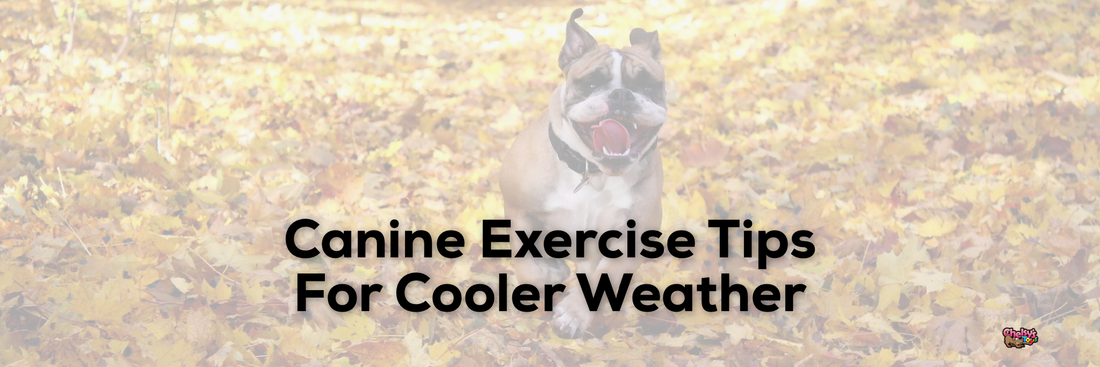 Canine Exercise Tips For Cooler Weather
