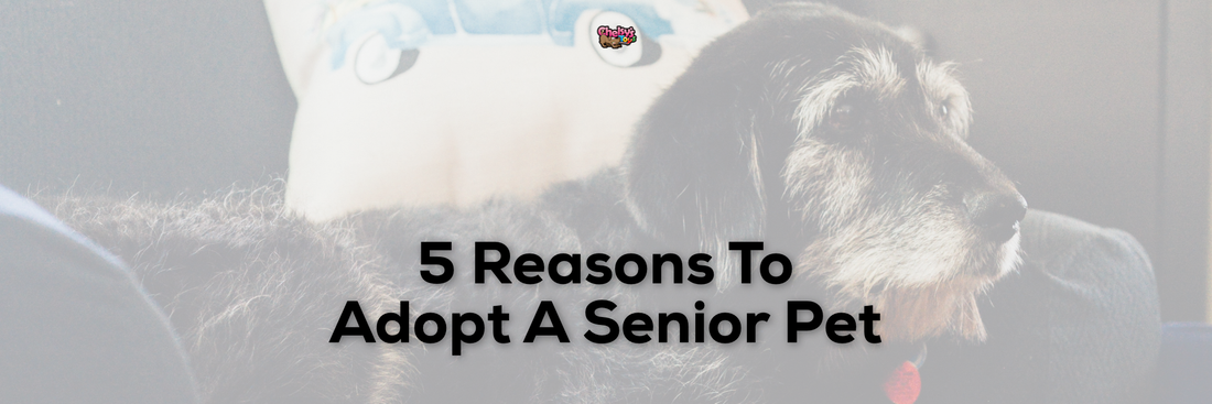 5 Reasons to Adopt a Senior Pet