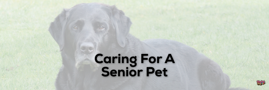 Caring For A Senior Pet