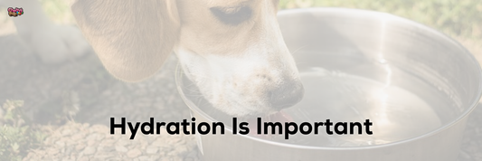 Hydration Is Important