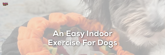 An Easy Indoor Exercise For Dogs