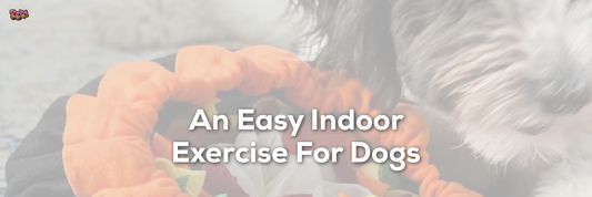 An Easy Indoor Exercise For Dogs