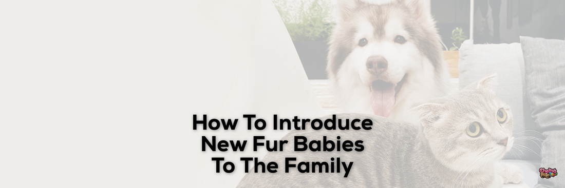 How To Introduce New Fur Babies To The Family
