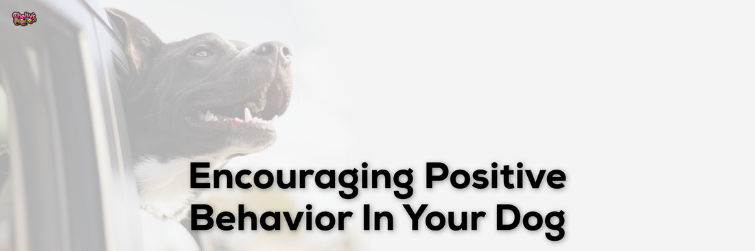 Encouraging Positive Behavior In Your Dog