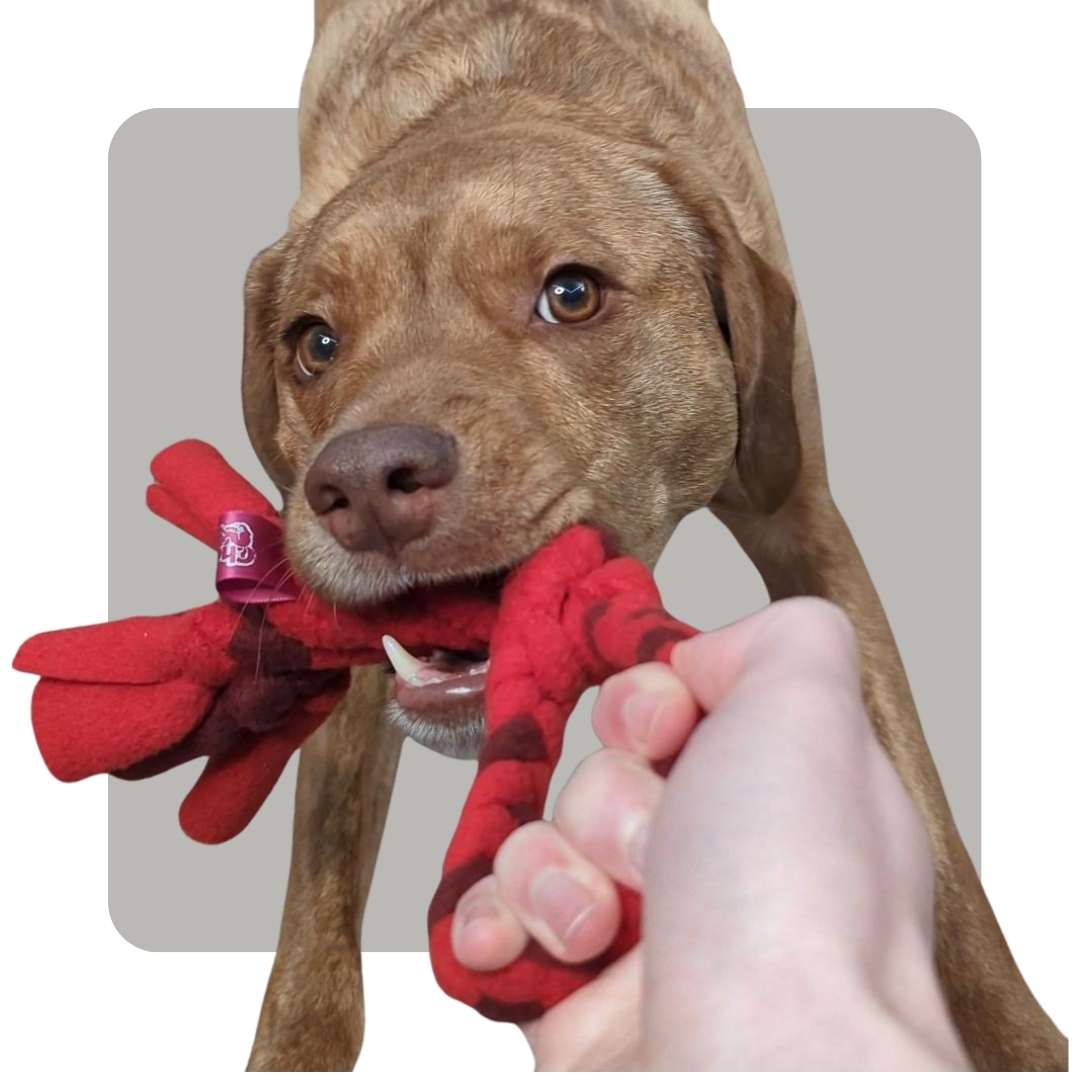 pittie mix playing with a tug to