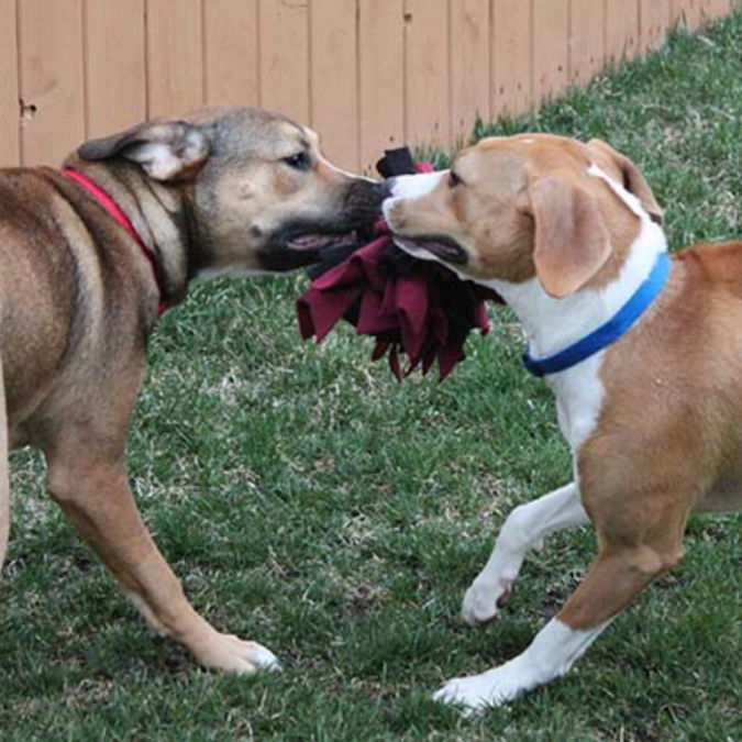 Snuffle Ball