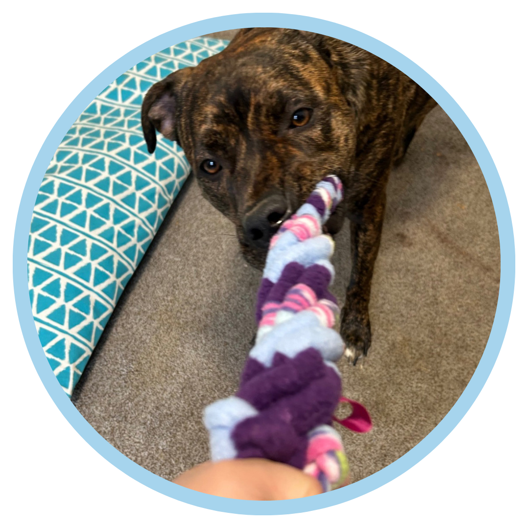 brindle pittie  playing tug of war with our patented tug toy
