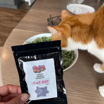 Cat Nip Flower