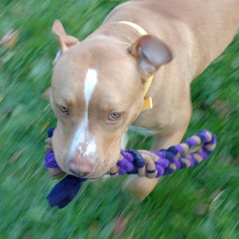 Spiral Tug Toy