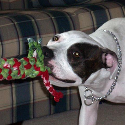 Traditional Tug Toy